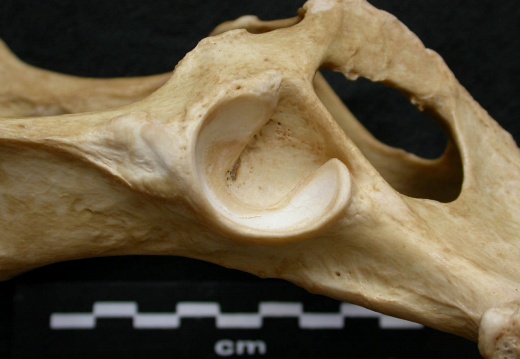 Coxal: acetabulum