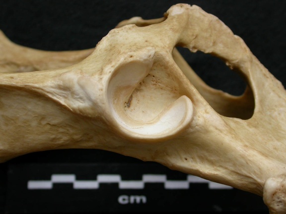 Coxal: acetabulum