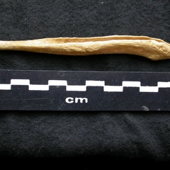 Os pénien (6362 visites) Canis lupus - Mâle - AdulteCollection : Centre d'Investigation Portugais d'Archéologie, Lisbonne (... Os pénien