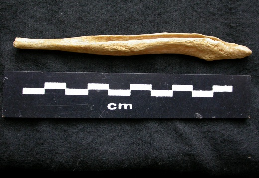  Baculum 