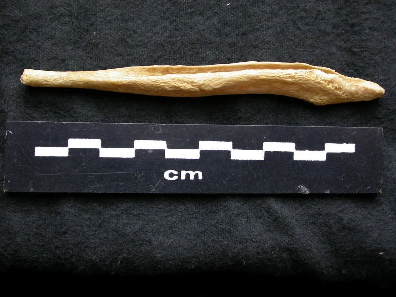 Baculum (6360 visits) Canis lupus - Male - Adult maleCollection: Portuguese Center of Investigation in Archaeology, Lisbo... Baculum