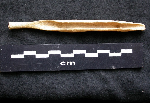  Baculum 