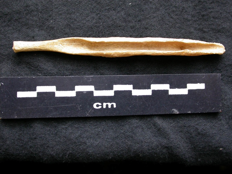 Baculum (6402 visits) Canis lupus - Male - Adult maleCollection: Portuguese Center of Investigation in Archaeology, Lisbo... Baculum