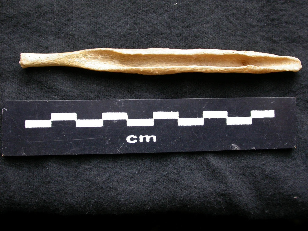Báculo (6416 visitas) Canis lupus - Macho - AdultoColección : Centro d'Investigación Portugués d'Arqueología, Lisboa ... Báculo