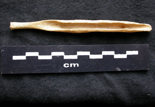  Baculum 