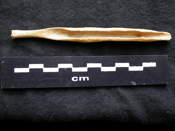 Os pénien (6520 visites) Canis lupus - Mâle - AdulteCollection : Centre d'Investigation Portugais d'Archéologie, Lisbonne (... Os pénien
