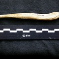 Os pénien (6788 visites) Canis lupus - Mâle - AdulteCollection : Centre d'Investigation Portugais d'Archéologie, Lisbonne (... Os pénien