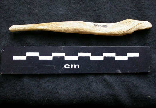  Baculum 