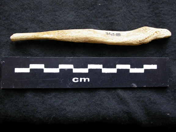 Os pénien (6879 visites) Canis lupus - Mâle - AdulteCollection : Centre d'Investigation Portugais d'Archéologie, Lisbonne (... Os pénien