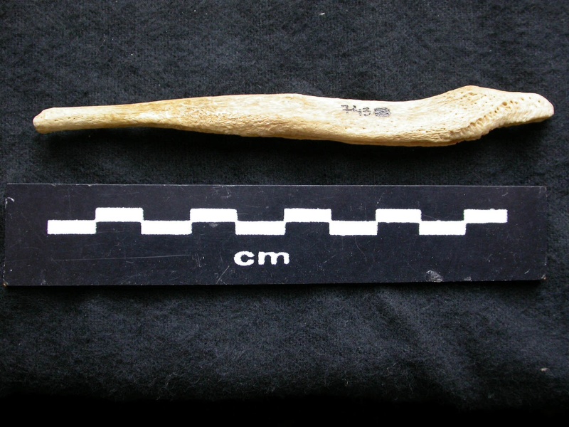 Baculum (6781 visits) Canis lupus - Male - Adult maleCollection: Portuguese Center of Investigation in Archaeology, Lisbo... Baculum