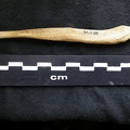 Os pénien (6627 visites) Canis lupus - Mâle - AdulteCollection : Centre d'Investigation Portugais d'Archéologie, Lisbonne (... Os pénien
