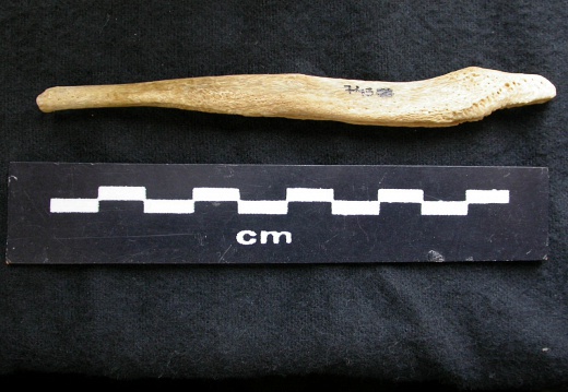  Baculum 