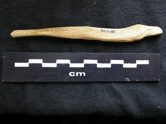 Os pénien (6721 visites) Canis lupus - Mâle - AdulteCollection : Centre d'Investigation Portugais d'Archéologie, Lisbonne (... Os pénien