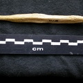Os pénien (6580 visites) Canis lupus - Mâle - AdulteCollection : Centre d'Investigation Portugais d'Archéologie, Lisbonne (... Os pénien