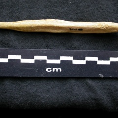 Os pénien (6575 visites) Canis lupus - Mâle - AdulteCollection : Centre d'Investigation Portugais d'Archéologie, Lisbonne (... Os pénien
