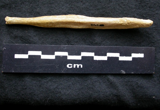  Baculum 