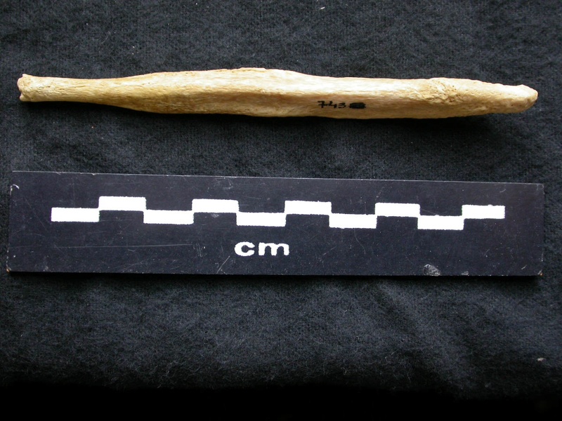 Baculum (6575 visits) Canis lupus - Male - Adult maleCollection: Portuguese Center of Investigation in Archaeology, Lisbo... Baculum
