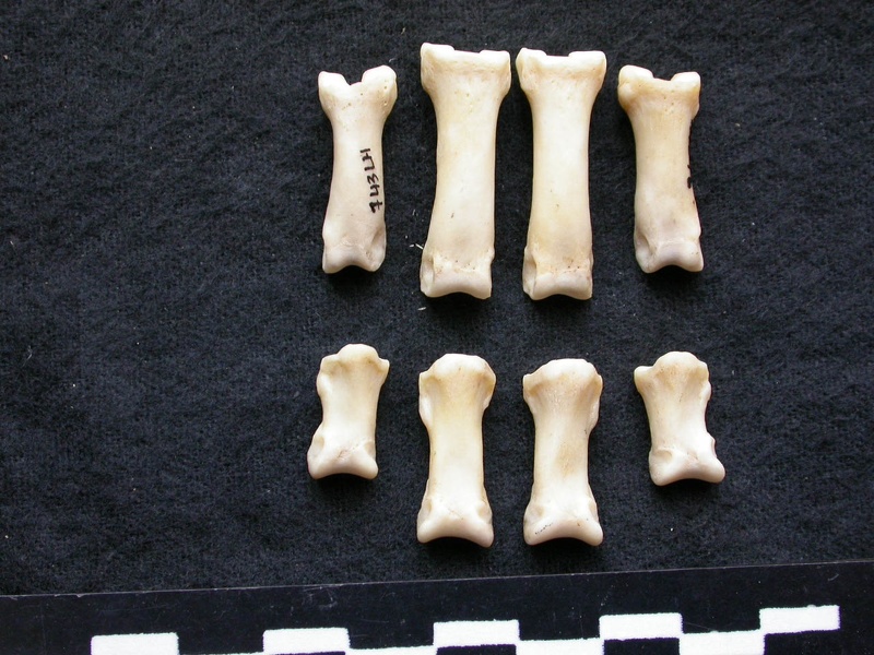 Phalanges (7085 visits) Canis lupus - Male - Adult - Left elementsCollection: Portuguese Center of Investigation in Archaeo... Phalanges