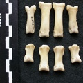 Phalanges (7317 visites) Canis lupus - Mâle - Adulte - Éléments gauchesCollection : Centre d'Investigation Portugais d'Arc... Phalanges