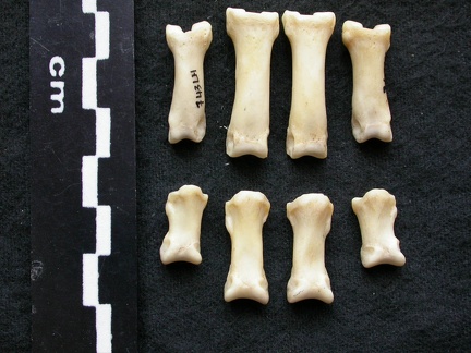 Phalanges (7665 visites) Canis lupus - Mâle - Adulte - Éléments gauchesCollection : Centre d'Investigation Portugais d'Arc... Phalanges