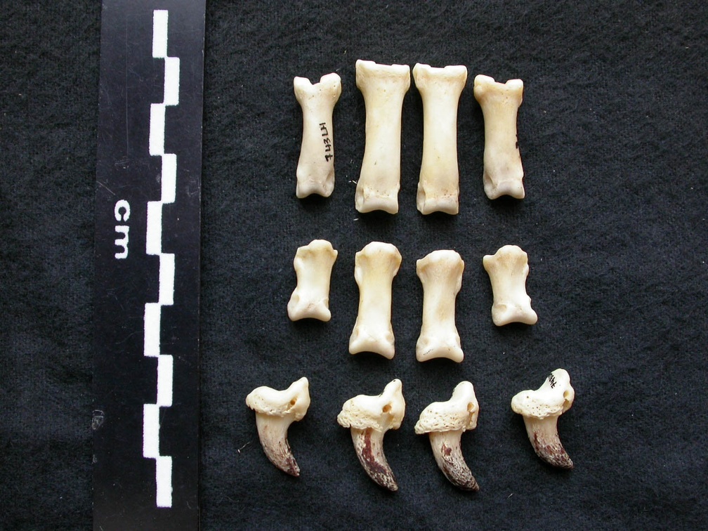 Falanges (7115 visitas) Canis lupus - Macho - Adulto - Elementos izquierdosColección : Centro d'Investigación Portugués ... Falanges