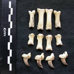 Phalanges (7115 visites) Canis lupus - Mâle - Adulte - Éléments gauchesCollection : Centre d'Investigation Portugais d'Arc... Phalanges