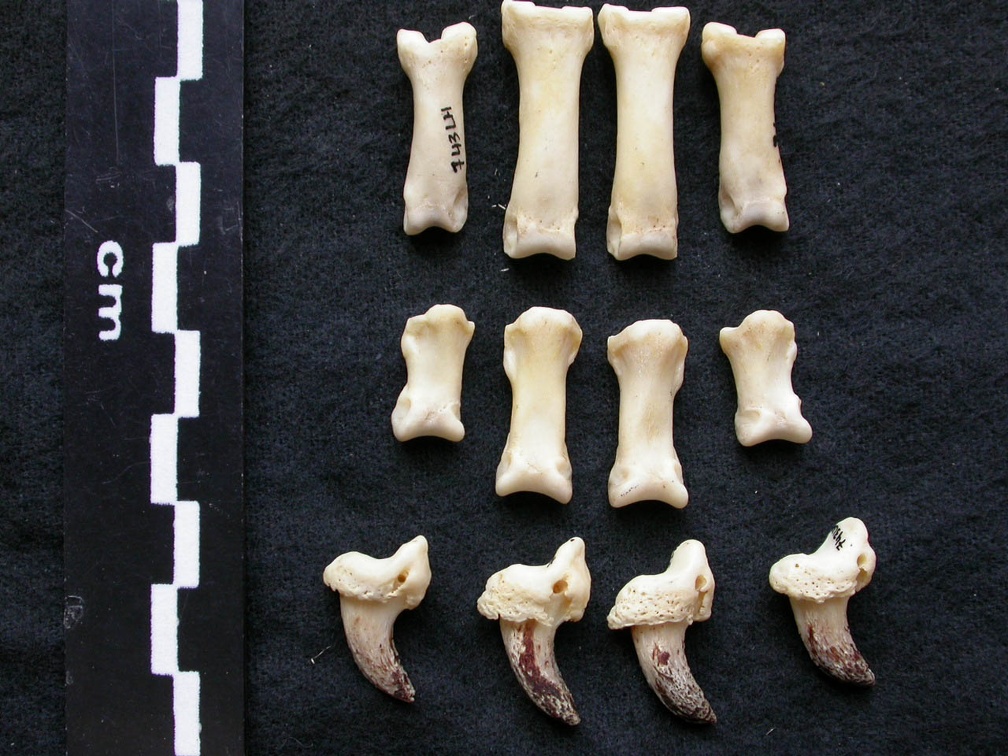 Falanges (7462 visitas) Canis lupus - Macho - Adulto - Elementos izquierdosColección : Centro d'Investigación Portugués ... Falanges
