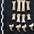 Phalanges (7449 visites) Canis lupus - Mâle - Adulte - Éléments gauchesCollection : Centre d'Investigation Portugais d'Arc... Phalanges
