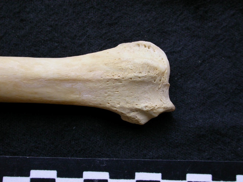 Radius: distal part (7037 visits) Canis lupus - Male - Adult - Left elementCollection: Portuguese Center of Investigation in Archaeol... Radius: distal part