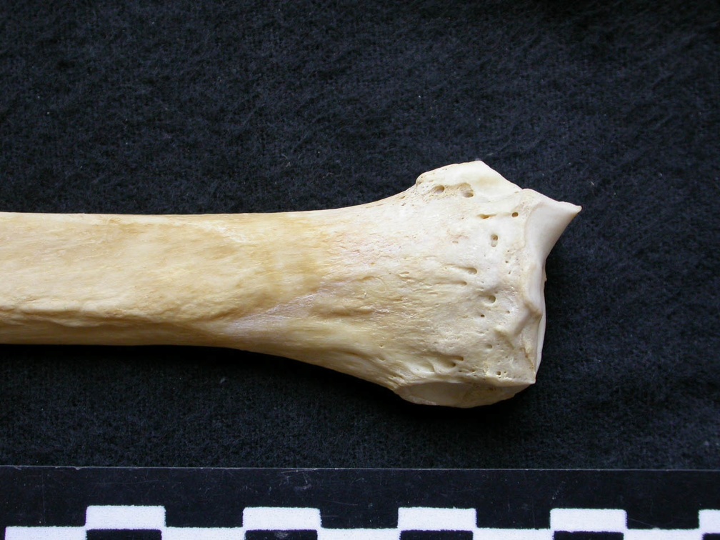 Radio : parte distal (7063 visitas) Canis lupus - Macho - Adulto - Elemento izquierdoColección : Centro d'Investigación Portugués d'... Radio : parte distal