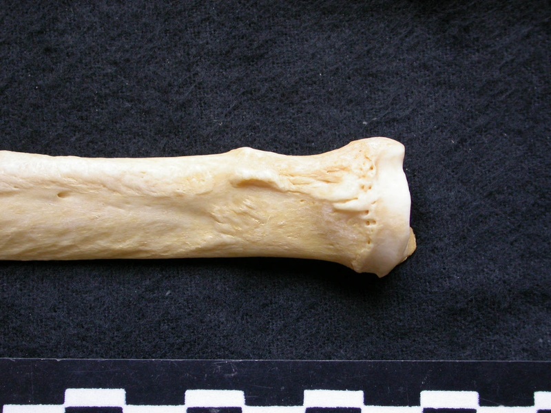 Radius: proximale part (6666 visits) Canis lupus - Male - Adult - Left elementCollection: Portuguese Center of Investigation in Archaeol... Radius: proximale part