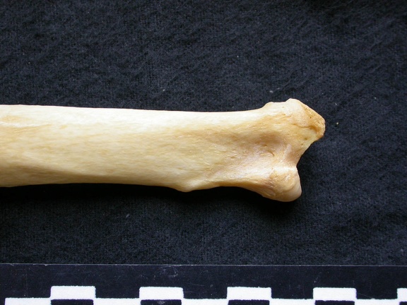 Radius: proximale part (6539 visits) Canis lupus - Male - Adult - Left elementCollection: Portuguese Center of Investigation in Archaeol... Radius: proximale part