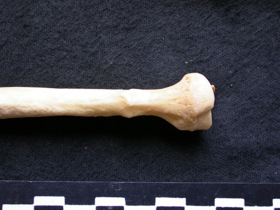 Radius: proximale part (6219 visits) Canis lupus - Male - Adult - Left elementCollection: Portuguese Center of Investigation in Archaeol... Radius: proximale part