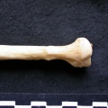 Cl1-Raprox3.jpg