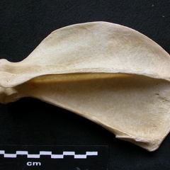 Scapula : vue latérale