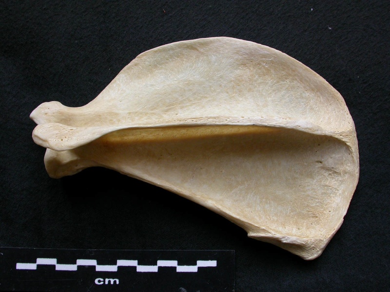 Scapula : vue latérale