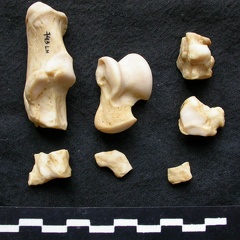 Tarse (25842 visites) Canis lupus - Mâle - Adulte - Éléments gauchesCollection : Centre d'Investigation Portugais d'Arc... Tarse