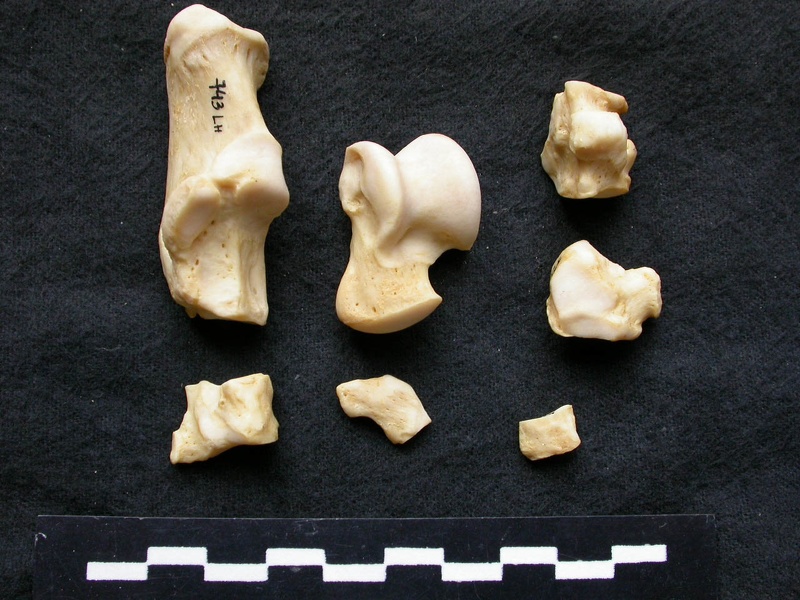 Tarse (25868 visites) Canis lupus - Mâle - Adulte - Éléments gauchesCollection : Centre d'Investigation Portugais d'Arc... Tarse
