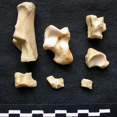 Tarse (26177 visites) Canis lupus - Mâle - Adulte - Éléments gauchesCollection : Centre d'Investigation Portugais d'Arc... Tarse