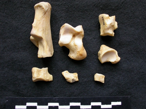Tarse (26191 visites) Canis lupus - Mâle - Adulte - Éléments gauchesCollection : Centre d'Investigation Portugais d'Arc... Tarse