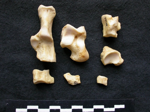 Tarse (25853 visites) Canis lupus - Mâle - Adulte - Éléments gauchesCollection : Centre d'Investigation Portugais d'Arc... Tarse