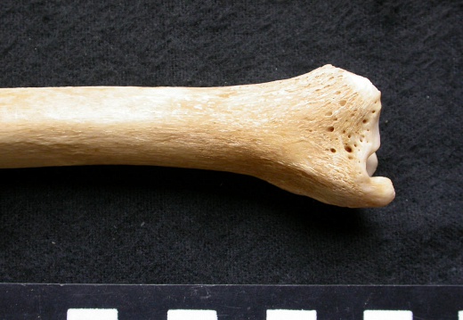 Tibia: distal part (6693 visits) Canis lupus - Male - Adult - Left elementCollection: Portuguese Center of Investigation in Archaeol... Tibia: distal part
