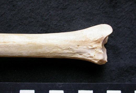 Tibia: distal part (7119 visits) Canis lupus - Male - Adult - Left elementCollection: Portuguese Center of Investigation in Archaeol... Tibia: distal part