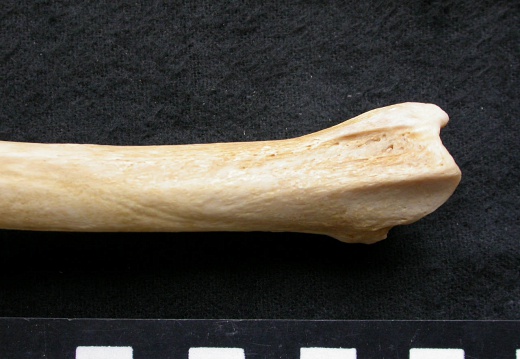Tibia: distal part (6674 visits) Canis lupus - Male - Adult - Left elementCollection: Portuguese Center of Investigation in Archaeol... Tibia: distal part