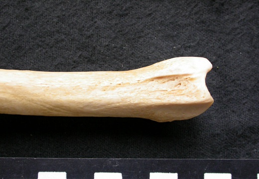 Tibia: distal part (6857 visits) Canis lupus - Male - Adult - Left elementCollection: Portuguese Center of Investigation in Archaeol... Tibia: distal part