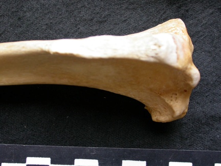 Tibia: parte proximal (6961 visitas) Canis lupus - Macho - Adulto - Elemento izquierdoColección : Centro d'Investigación Portugués d'... Tibia: parte proximal