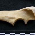 Cl1-Ulprox1.jpg