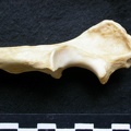 Ulna : partie proximale