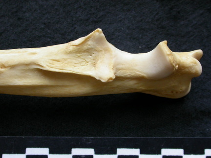 Ulna : partie proximale