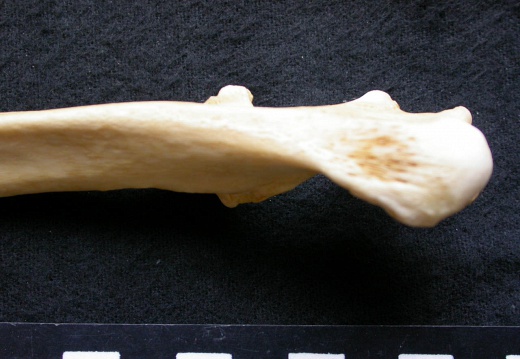 Ulna : partie proximale